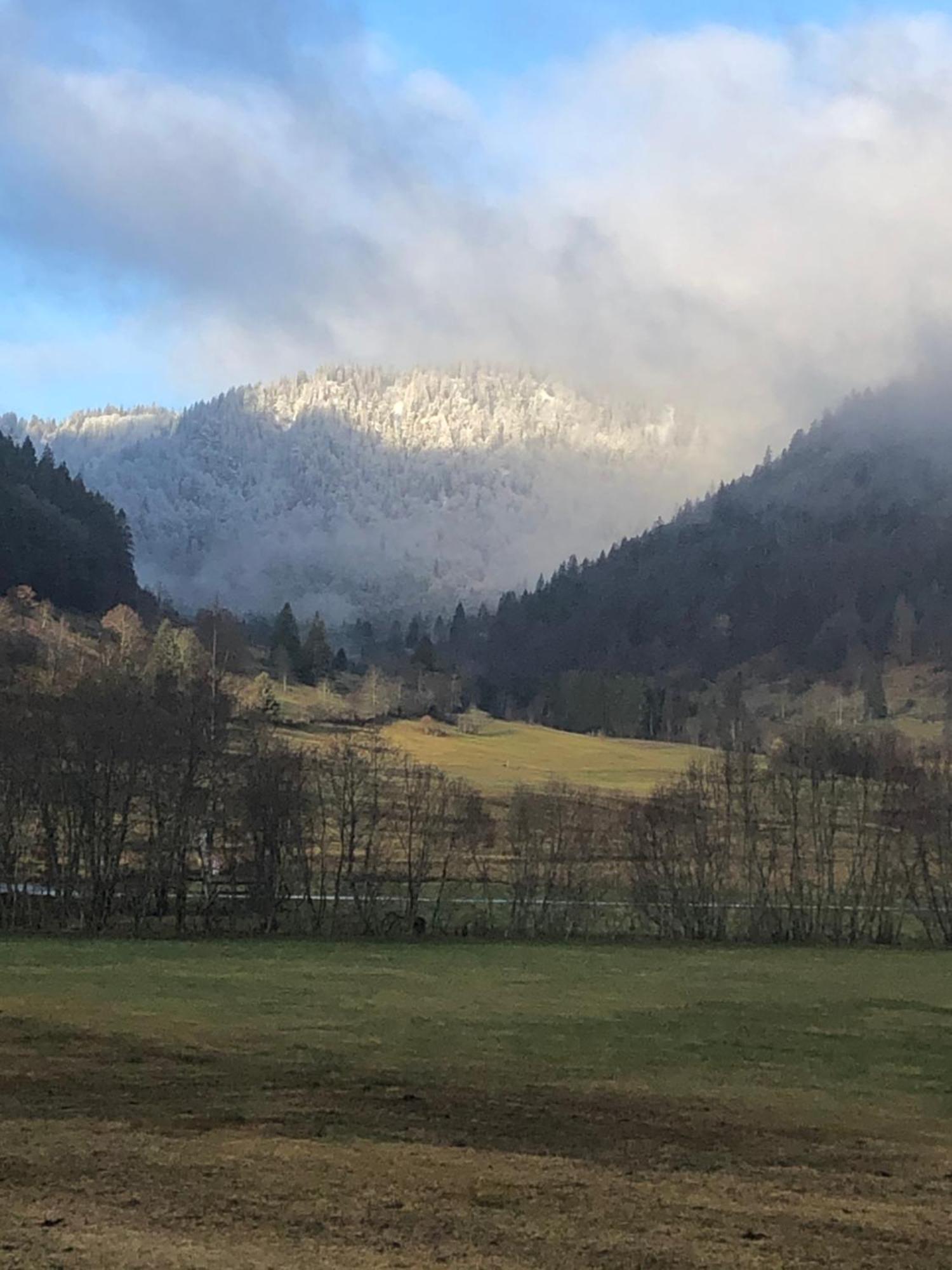 Forest Apartment-Forest Escape Menzenschwand St. Blasien Εξωτερικό φωτογραφία