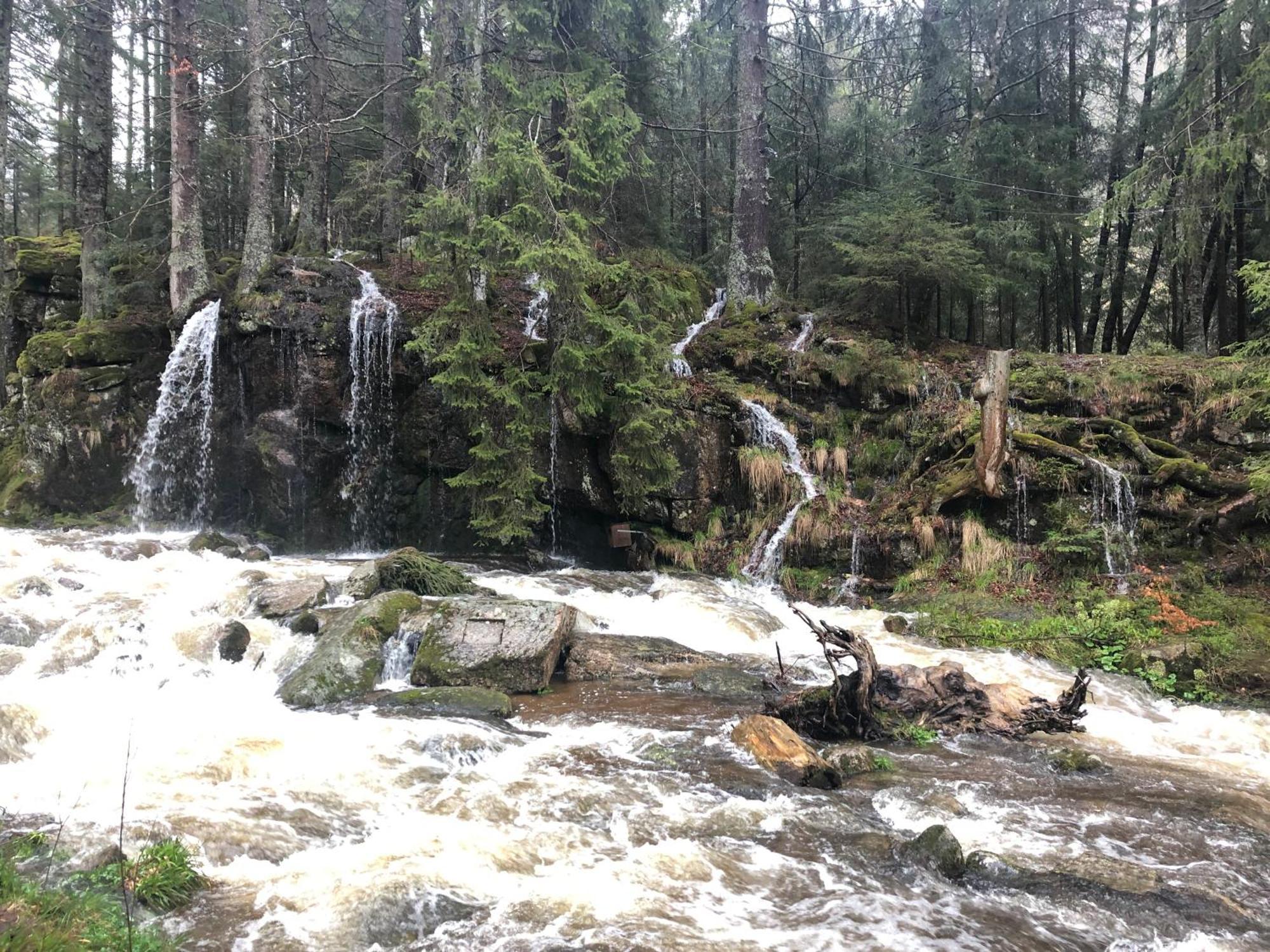 Forest Apartment-Forest Escape Menzenschwand St. Blasien Εξωτερικό φωτογραφία